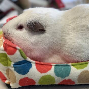 Rescue Guinea Pig Guinea Pigs for Adoption in Quakertown, Pennsylvania - Marshmallow Bonded To Taylor | PetCurious